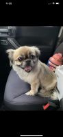 Pekingese Puppies for sale in Cypress, TX, USA. price: NA