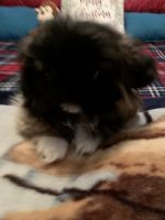 Pekingese Puppies for sale in Gulfport, MS, USA. price: $475