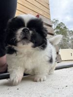 Pekingese Puppies for sale in Raeford, North Carolina. price: $800