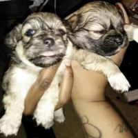 Pekingese Puppies for sale in Philadelphia, PA, USA. price: NA