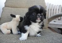 Pekingese Puppies for sale in Little Rock, AR, USA. price: NA