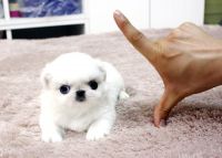 Pekingese Puppies for sale in Fresno, CA, USA. price: NA
