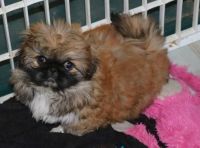 Pekingese Puppies for sale in Beaver Creek, CO 81620, USA. price: NA