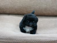 Pekingese Puppies for sale in Louisville, KY, USA. price: NA