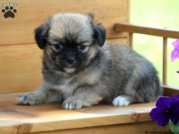 Pekingese Puppies for sale in Los Angeles, CA, USA. price: NA