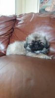 Pekingese Puppies for sale in El Paso, TX, USA. price: NA