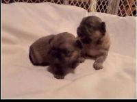 Pekingese Puppies for sale in Atlanta, GA, USA. price: NA