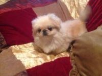 Pekingese Puppies for sale in San Francisco, CA, USA. price: NA