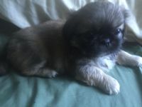 Pekingese Puppies for sale in Brooklyn, NY, USA. price: NA