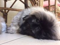 Pekingese Puppies for sale in Chicago, IL, USA. price: NA