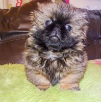 Pekingese Puppies for sale in Indianapolis, IN 46259, USA. price: NA