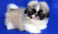 Pekingese Puppies for sale in Dover, DE, USA. price: NA