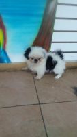 Pekingese Puppies for sale in Kissimmee, FL, USA. price: NA