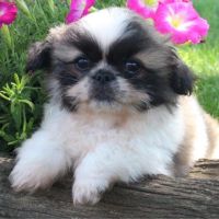 Pekingese Puppies for sale in Canton, OH, USA. price: NA
