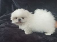 Pekingese Puppies for sale in California, MD, USA. price: NA