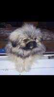 Pekingese Puppies for sale in Fresno, CA, USA. price: NA