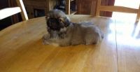 Pekingese Puppies for sale in St. Louis, MO 63139, USA. price: NA