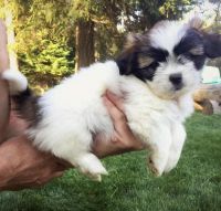 Pekingese Puppies for sale in New York County, New York, NY, USA. price: NA