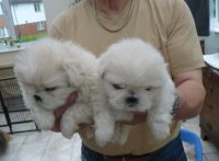 Pekingese Puppies for sale in Orlando, FL, USA. price: NA