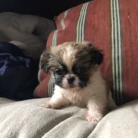 Pekingese Puppies for sale in California St, San Francisco, CA, USA. price: NA