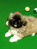 Pekingese Puppies for sale in California St, San Francisco, CA, USA. price: NA