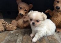 Pekingese Puppies for sale in Houston, TX, USA. price: NA