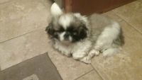 Pekingese Puppies for sale in Brook Park, OH, USA. price: NA