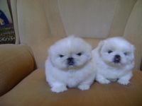 Pekingese Puppies for sale in Oxnard St, Los Angeles, CA, USA. price: NA