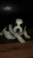 Pekingese Puppies for sale in Middletown, PA 17057, USA. price: NA