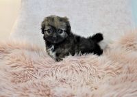 Pekingese Puppies for sale in Orange County, CA, USA. price: NA