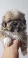 Pekingese Puppies for sale in Lancaster, CA, USA. price: NA