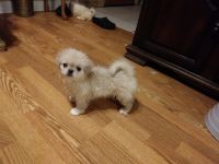 Pekingese Puppies for sale in Albany, GA 31721, USA. price: NA