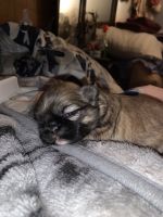 Pekingese Puppies for sale in Alliance, OH 44601, USA. price: NA