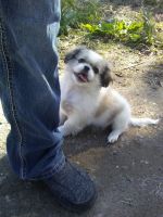 Pekingese Puppies for sale in Richmond, TX, USA. price: NA