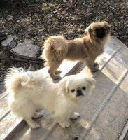 Pekingese Puppies for sale in Covington, KY 41011, USA. price: NA