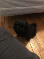 Pekingese Puppies for sale in Florissant, MO, USA. price: NA