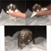Pekingese Puppies for sale in Loup City, NE 68853, USA. price: NA