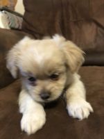 Pekingese Puppies for sale in Covington, KY 41011, USA. price: NA