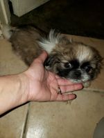 Pekingese Puppies for sale in Redlands, CA 92374, USA. price: NA