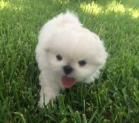 Pekingese Puppies for sale in Dallas, TX, USA. price: NA