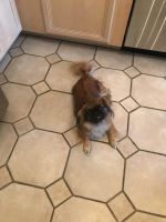Pekingese Puppies for sale in Arlington Heights, IL, USA. price: NA