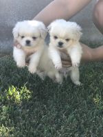 Pekingese Puppies Photos