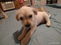 Pekingese Puppies for sale in Odem, TX 78370, USA. price: NA