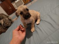Pekingese Puppies for sale in Odem, TX 78370, USA. price: NA