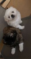 Pekingese Puppies for sale in Davenport, FL, USA. price: NA