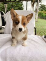 Pembroke Welsh Corgi Puppies for sale in Stamford, TX, USA. price: NA