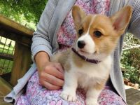 Pembroke Welsh Corgi Puppies for sale in Raleigh, NC, USA. price: NA