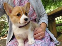 Pembroke Welsh Corgi Puppies for sale in Dayton, OH, USA. price: NA