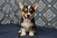 Pembroke Welsh Corgi Puppies for sale in Bend, OR, USA. price: NA
