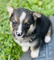 Pembroke Welsh Corgi Puppies for sale in Cincinnati, OH, USA. price: NA